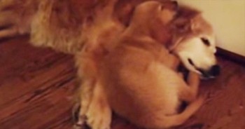 He Was Having A Bad Dream, So This Pup Did 1 Incredibly HEART-MELTING Thing