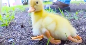 Donald's Definitely No Ugly Duckling - But He Is Truly One Of A Kind