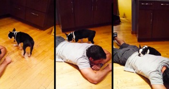 For 20 Minutes, He Was A Statue On The Floor - All To Comfort This Scared Pup