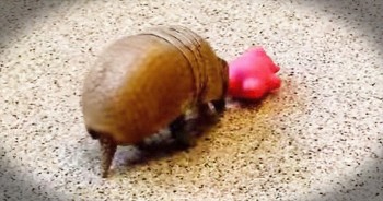 I Think Armadillos Just Became My FAVORITE Animal - So Stinking Adorable!