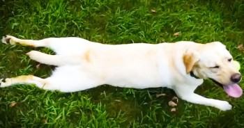 This Pup Has The CUTEST Way Of Hitting The ‘Brakes!’ – Get Ready To LOL