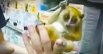 This Adorable Little Critter Is Ready For The Rain – He’s Already Making My Heart Melt