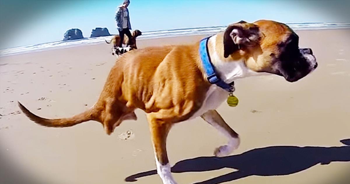 This Boxer May Look Different, But He’s Completely AMAZING In Every Way ...