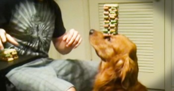 I Have No CLUE How This Dog Became So Patient - But At 3:29, It All Paid Off!