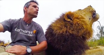 Evidently, This Interrupting Lion Has A Lot To Say – And He Won’t Be Silenced!