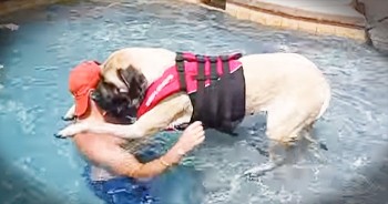 This Sweet Pup Was Afraid To Take The Plunge – Until She Realized Daddy Had Her Back!