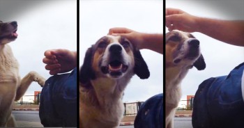 When this pup walked up to a kind stranger, he wasn’t looking for handouts. He was looking for something he hadn’t received in a long, long time…LOVE.