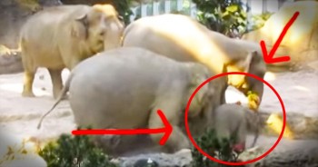 This mother was on the move when she heard her baby elephant in distress. My heart is full of sweetness right now! Aren’t all of God’s creatures truly amazing? 