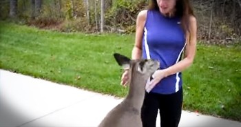 When this little deer was orphaned, friends brought her to the protected woods behind Amy’s house. After nursing the baby deer, ‘Little Girl’ grew stronger and eventually ventured out to start her own family.