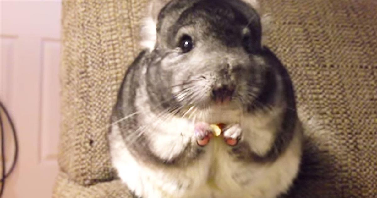 Apparently, This Chinchilla Was A Little Hungry. And It's Completely ...