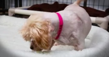 Delilah spent 9 years in a wire cage before she was rescued from a horrific puppy mill. Now, she's getting her very own bed and her precious reaction will move you to tears.