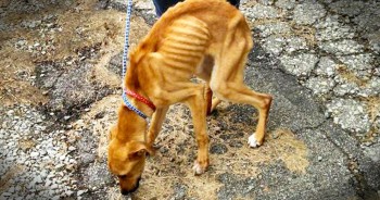 When one sanitation worker discovered a gruesome site, he immediately called the local shelter. What they saw was a severely emaciated dog inside a trash bag. Thank goodness for these kind strangers and their continued help.