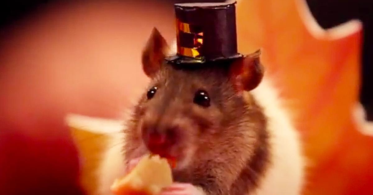It’s Cuteness Overload When This Tiny Hamster Celebrates Thanksgiving With His Furry Friends