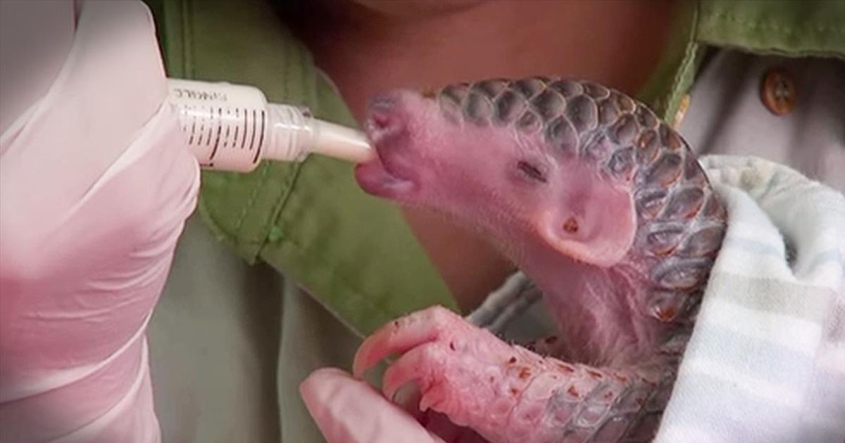 Get Ready For Cuteness As This Newborn Pangolin Plays At The Zoo