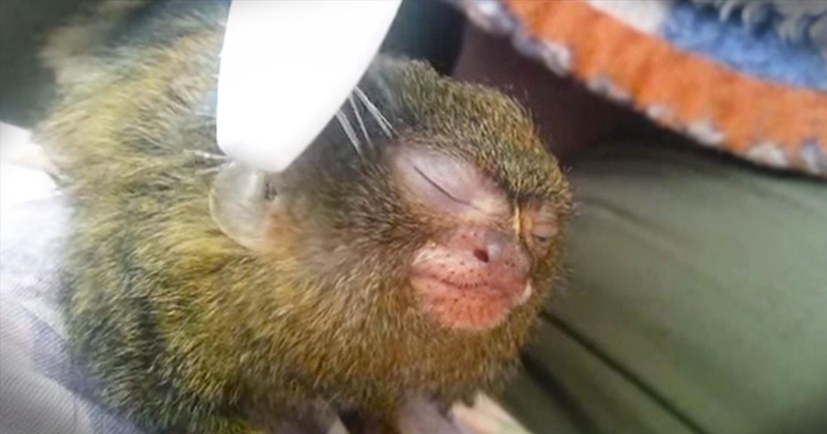 Precious Pygmy Marmoset Loves Being Brushed With A Toothbrush Cute Videos