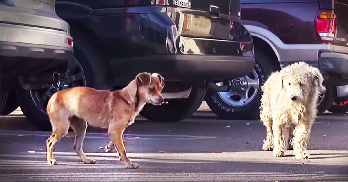 2 Homeless Dogs Are Separated Before Being Rescued By Kind Strangers ...