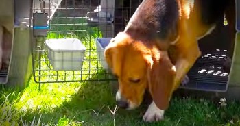 These precious beagles were subjected to a life of animal testing in a harsh laboratory. They were left in cages and known only by the number tattooed on their ear. But now, these pups are free and it’s the most heartwarming thing I’ve ever seen!