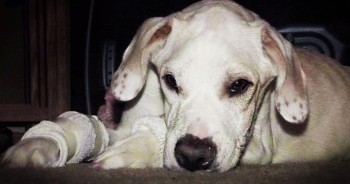 When Zeus was a puppy his ‘family’ abandoned him when he started limping because they didn’t want a defective dog. And despite Zeus’ terrible illness he fought time and time again just to walk. And when you hear his story you’ll truly be inspired!