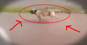 When this man suffered an epileptic seizure, paramedics rushed him into an ambulance and off to the hospital. But soon, they realized the man’s faithful companion was chasing after them, refusing to leave his owner’s side. The pup was able to climb aboard and melt every heart along the way.  