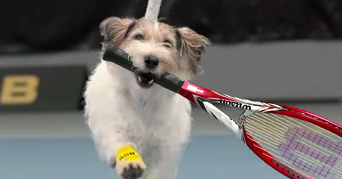 Adorable Puppies Act As Ball Catchers At Tennis Match Cute Videos