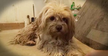 This homeless dog was scared and completely alone. But these kind rescuers knew that a better life was ahead of him. Toto may have been frightened at first, but he quickly warmed up when he realized these strangers were there to help. What a tearjerker!