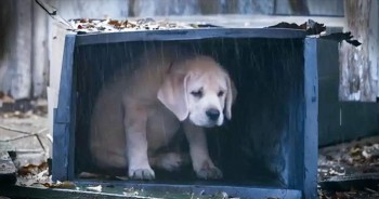 Heartfelt Ad Follows Lost Dog’s Journey Home To Best Friend