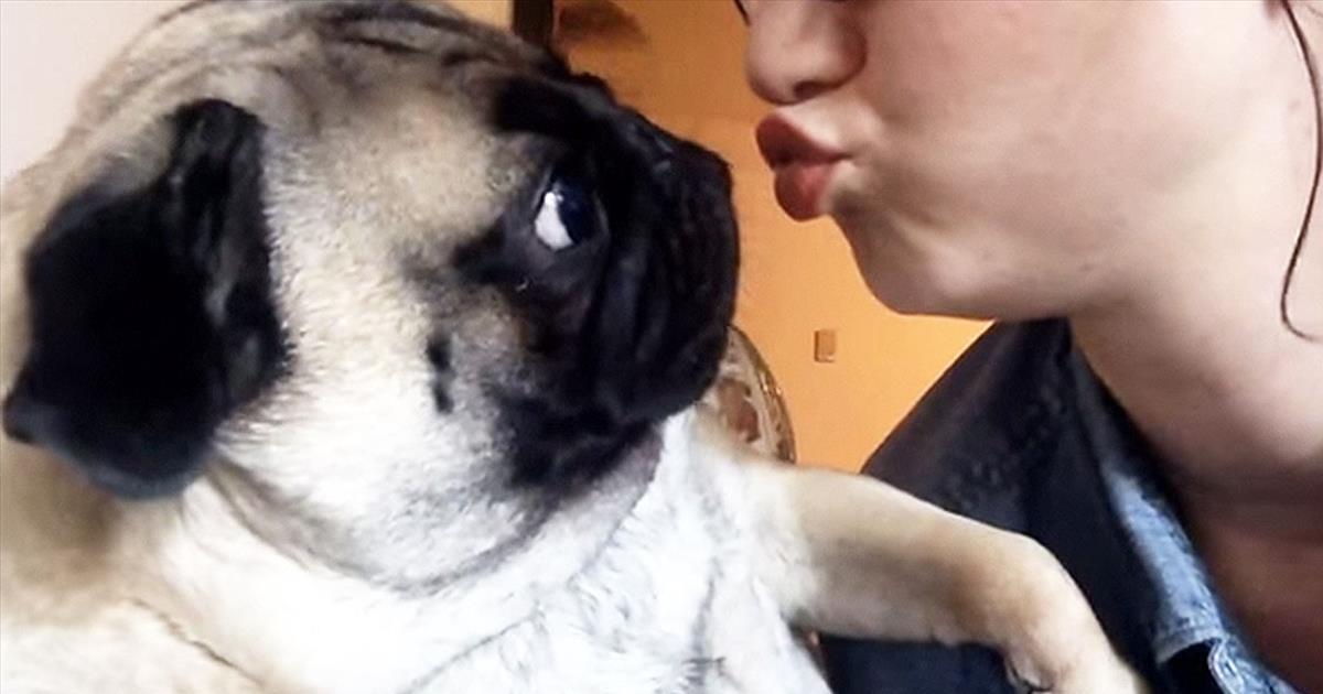 Adorable Pug Does Not Like Kisses Cute Videos