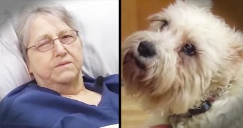 Loyal Dog Walks 20 Blocks To Visit Owner In Hospital