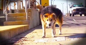 Mufasa was living on the street hiding by a water treatment plant. That's when the kind people of the plant called Hope For Paws to rescue this elderly pup. It broke my heart how scared he was, but those few seconds of fear will now mean a lifetime of joy!