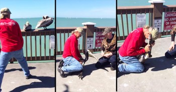 This pelican would have starved to death if these brave men hadn’t come along. After removing the wire that held his beak shut, these men released the pelican to live a happy and healthy life. WOW!