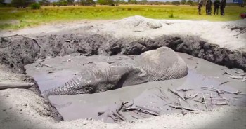 This poor baby elephant fell into a mud pit and couldn't get out. He was stuck there for 12 hours until these brave rescuers found him and got him out. This rescue had me all kinds of nervous! God bless these rescuers.