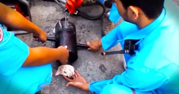 When this tiny puppy wandered into an auto shop his curiosity got the best of him and he got terribly stuck in an exhaust pipe. But the care and dedication taken by the team to cut the pup out wowed me. And how they used soap and water to slip his head out when the pipe was too tight to cut...brilliant! God bless this patient and kind men. 