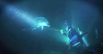 Divers Rescue Bottlenose Dolphin