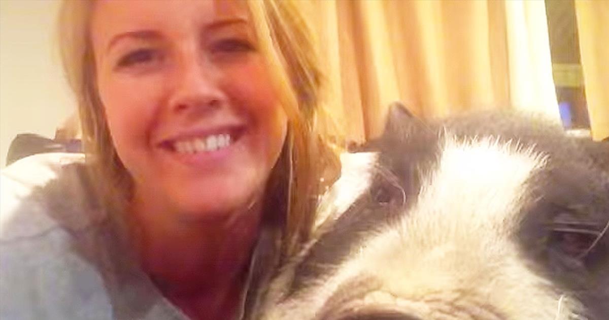 Virginia The Pig Does NOT Want To Cuddle Cute Videos