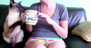 Funny Siamese Cat Tries To Get Owner’s Attention