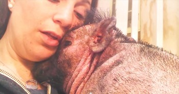 Bentley is a 9-month-old pot-bellied rescue pig. Unfortunately, Bentley suffered a traumatizing seizure that left him recuperating in the hospital. His human knew he needed some comfort and what follows completely melted my heart. TEARS!