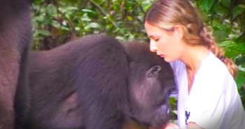 Damian Aspinall dedicated his life to helping save gorillas and return them to the wild. 12 years after they released 2 of the gorillas Damian and his daughter Tansy went to go visit the gorillas. And when you see the welcome they get you'll be amazed! Oh my gracious this is beyond amazing.