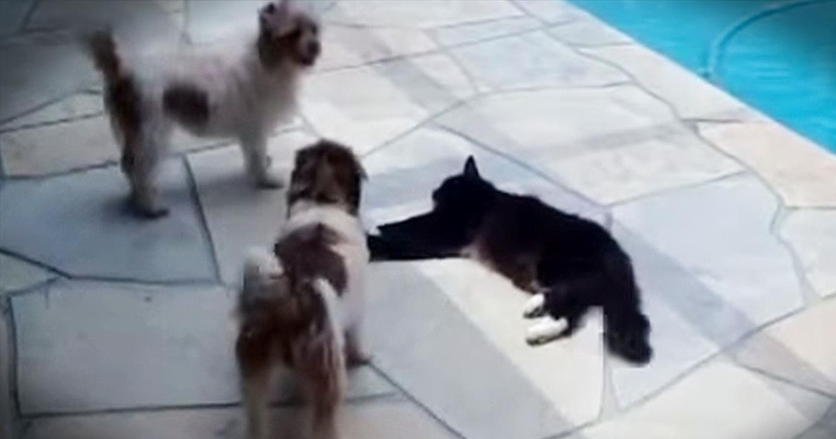 Kitty Pushes Dog Into Pool Comedy Videos