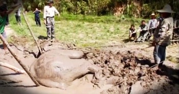 This poor elephant got stuck in deep mud at a nature reserve and couldn't get out. Taht's when local police officers and villagers banded together to dramatically rescue this poor creature. The poor elephant was too weak to stand at the end of the video, but don't worry this big baby made a full recovery. God bless this kind people!