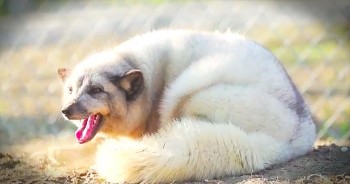 When I first saw these foxes, my heart completely broke. But seeing the run and play had me smiling within seconds. God bless these rescuers for giving these foxes the type of life they deserve. 