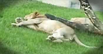 Former Circus Lion Feels Grass For The First Time