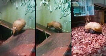 This armadillo is having a bit of a struggle. And I can seriously relate to this. But don’t worry, this little guy isn’t letting any obstacle stand in his way. What a way to overcome!