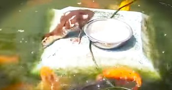 We can learn a lot from this caring duckling. He’s making sure that his fishy friends are taken care of and it’s just melting my whole heart. AWW!