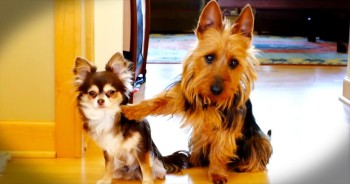 One of these two pups is seriously guilty of pooping in the kitchen. And when their momma asks 'who did it' the response is hilarious. Well they are both guilty of being adorable, that's for sure! 