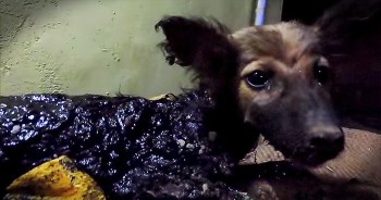 This sweet 3-month-old puppy became trapped in a thick layer of tar near a road construction site in India. Thankfully, kind strangers came to the rescue and helped this pup recover. And seeing him now…WOW!