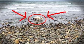 Leia was trying her hardest to get her human’s attention. And when he walked over and saw this baby dolphin, they both leapt into action. Together, this duo helped this poor baby find his way back to sea. AWW!