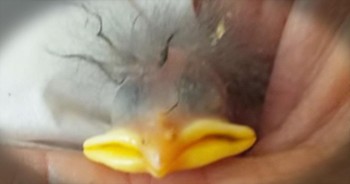 She found a broken bird’s egg on the ground and this is where Klinger’s story began. This fuzzy baby bird just brought the biggest smile to my face. AWW!