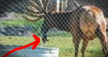 Workers at the zoo noticed that one of their Elk was fascinated with his tub of water. They imagined he was just playing or was waiting to jump in. But that's when things got crazy and this loving Elk reached into to that pool and pulled out a tiny marmot who was drowning. You've got to see this!