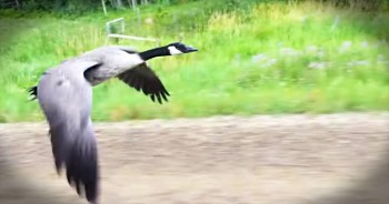 Andre was driving when he noticed a goose that looked distressed. He pulled over to help lead the goose to water where he'd hopefully find some goose friends. Seeing the trust this goose had gave my heart wings. Wow. 