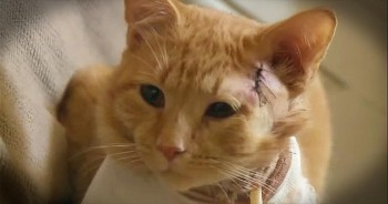 There’s no doubt that Opie the Cat is a hero. When a stray bullet barreled through Angelica Sipe’s home early one morning, her 3-year-old son, Daemire, lay asleep on the couch. Before ricocheting off the couch, the bullet passed through poor Opie before landing mere inches away from little Daemire. Thank you Lord for sending Opie to watch over this family!